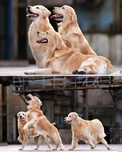 金毛犬怎么训练(怎样才能训练出优秀的金毛犬)