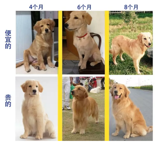 金毛犬性格( 它们性格都一样吗)
