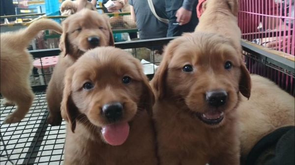 金毛犬的价格(买便宜的还是贵的)