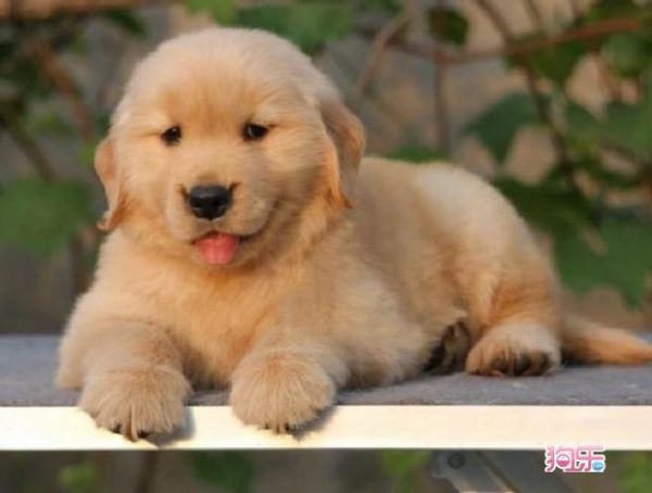 金毛犬的价格(买便宜的还是贵的)
