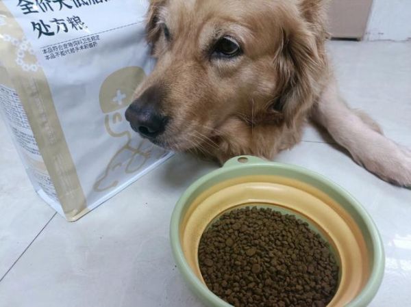 金毛犬的喂养( 吃多少才不会胖)