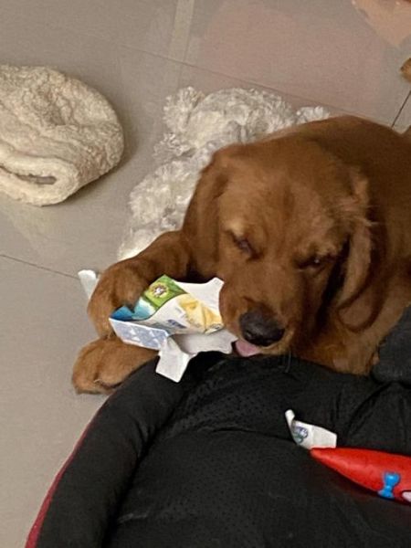金毛犬的喂养( 吃多少才不会胖)