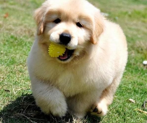 金毛犬要多少钱(纯种金毛价格是多少)