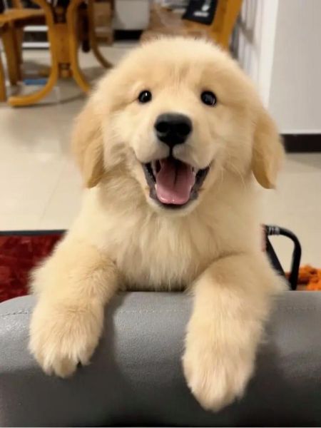 金毛犬要多少钱(纯种金毛价格是多少)