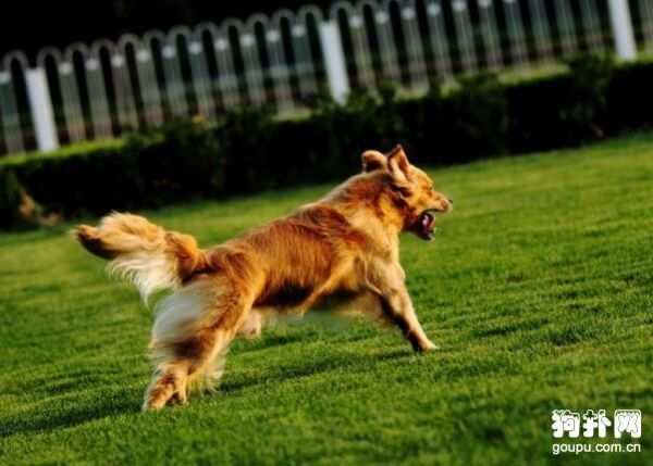 金毛犬训练( 如何训练金毛犬不乱叫)