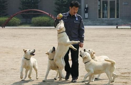 金毛犬训练( 如何训练金毛犬不乱叫)