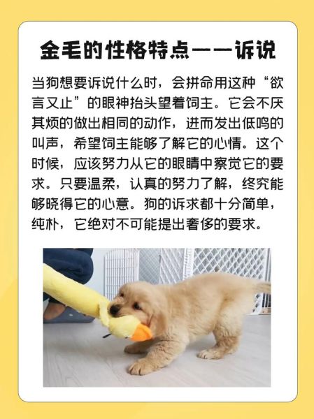 金毛狗图片(你了解它的优点吗)