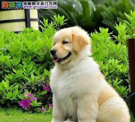 金毛狗怎么养(金毛容易生病吗)
