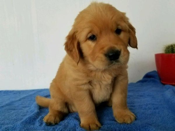 金毛猎犬(养金毛到底要花多少钱)