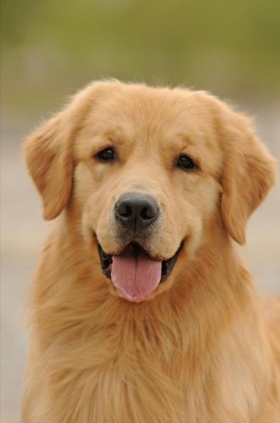 金毛猎犬(养金毛到底要花多少钱)