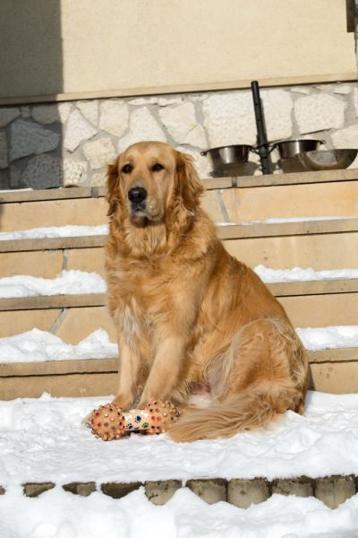 金毛猎犬价格(怎么知道金毛猎犬值不值这个价)