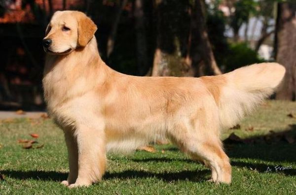 金毛猎犬价格(怎么知道金毛猎犬值不值这个价)