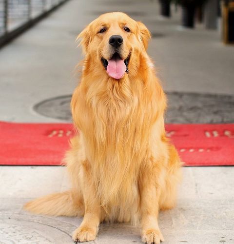 金毛猎犬图片(性格到底好不好)