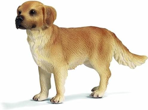 金毛猎犬多少钱( 怎么挑选性价比高的)