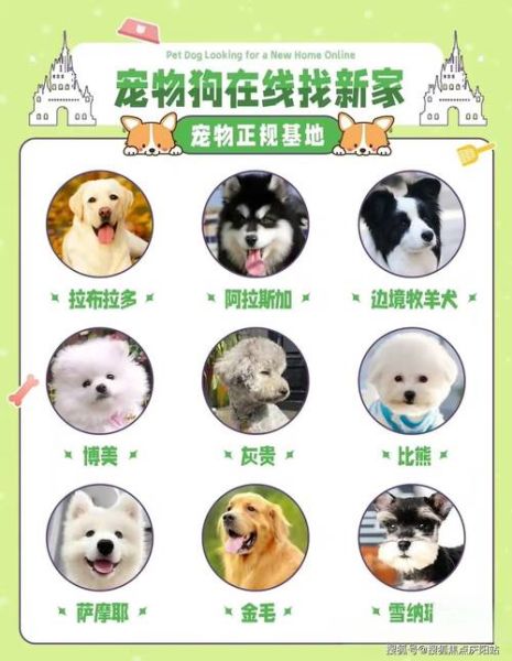 金毛猎犬多少钱( 怎么挑选性价比高的)