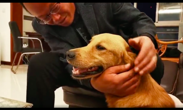 金毛猎犬电影(哪些角色让你感动到泪目)
