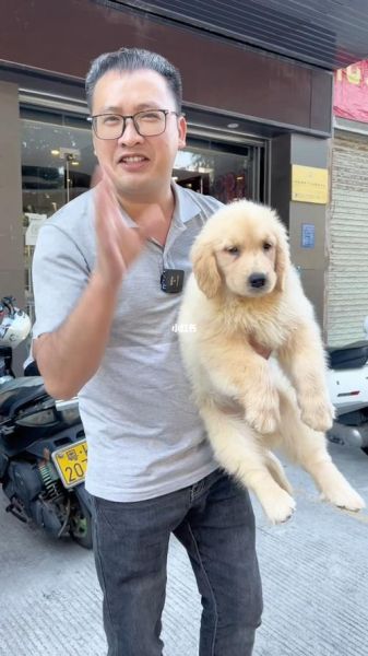 金毛要多少钱( 不同血统价格差多少)