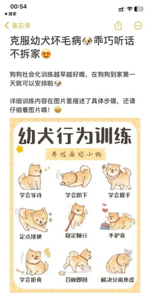 金毛训练方法(如何让金毛训练事半功倍)