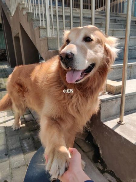 金毛训练方法(如何让金毛训练事半功倍)
