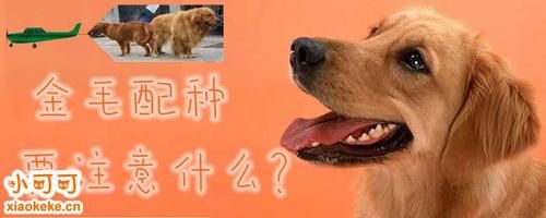 金毛配种( 配种前要注意什么)