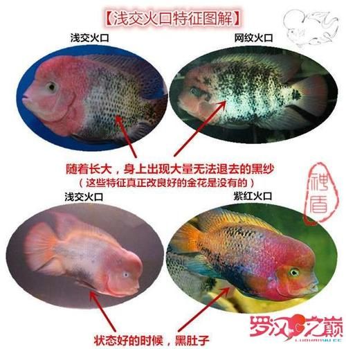 金花罗汉鱼(它跟古典罗汉鱼有什么区别)