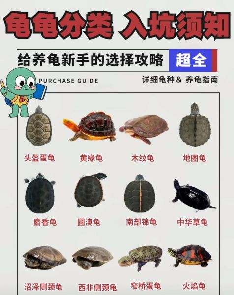 金钱龟养殖技术(需要满足哪些条件)