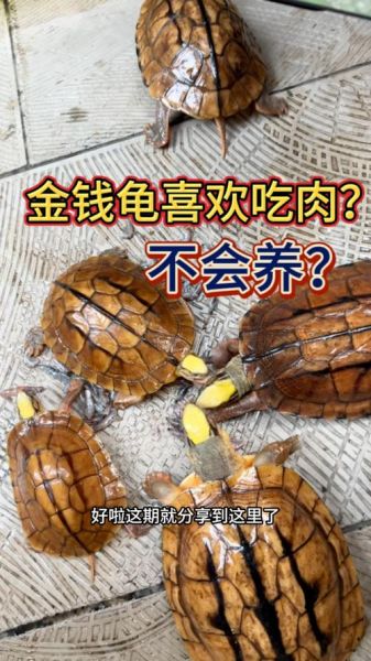 金钱龟好养吗(水质很重要吗)