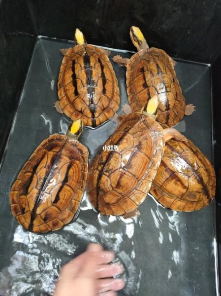 金钱龟特征(怎么才能买到真正的金钱龟)
