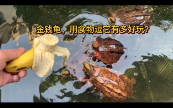 金钱龟的饲养方法( 怎么喂才能长得快)
