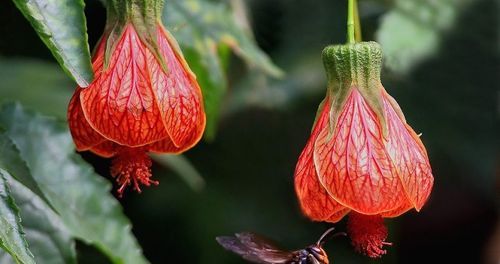 金铃花(它和灯笼花有什么区别)