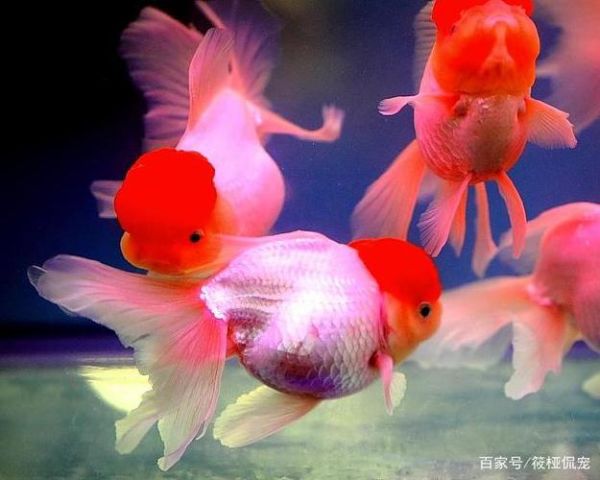 金鱼养殖(养金鱼还有哪些讲究)