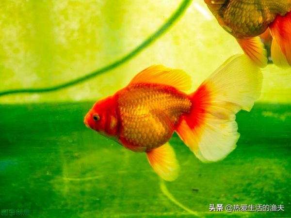 金鱼养殖(养金鱼还有哪些讲究)