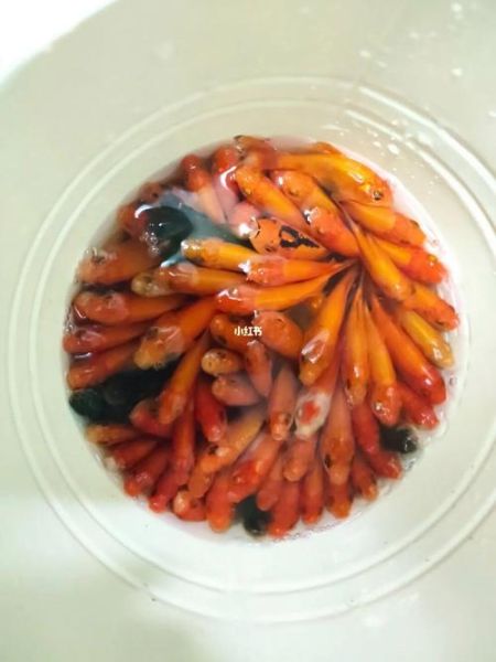 金鱼吃什么( 吃了之后会怎么样呢)