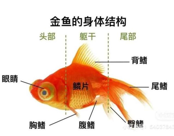 金鱼是由什么鱼演变而来的(难道是来自遥远的海底)