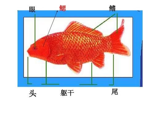 金鱼的心脏在哪里(跟咱们的有什么区别)