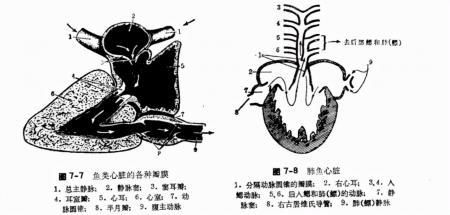 金鱼的心脏在哪里(跟咱们的有什么区别)
