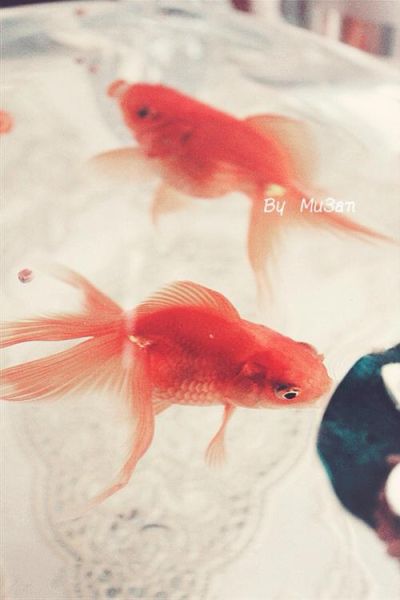 金鱼的记忆(它们能认出主人吗)