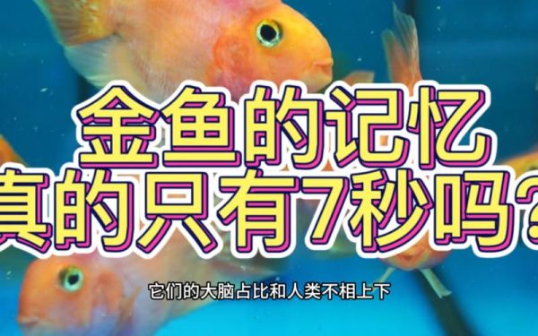 金鱼的记忆(它们能认出主人吗)