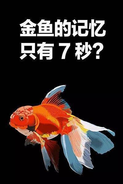 金鱼的记忆真的只有七秒吗(它们能像人类一样学习吗)