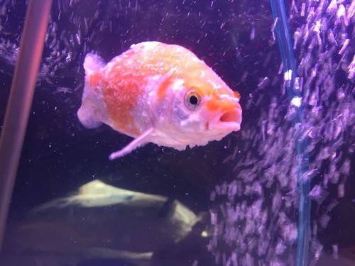 金鱼身上有白点(还是养护不当)