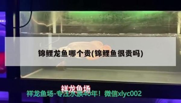 金龙鱼 价格( 到底买哪种最合适)