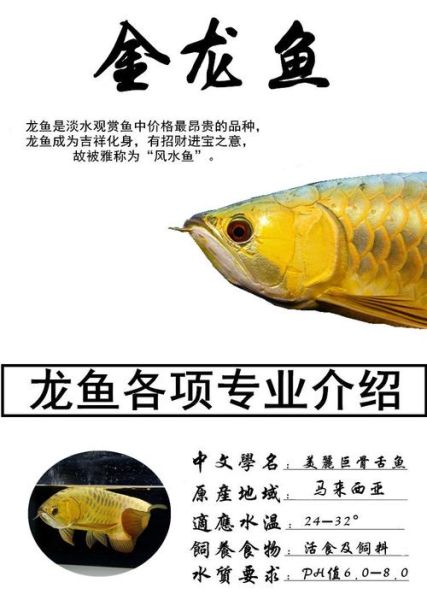 金龙鱼鱼苗(如何才能买到性价比高的鱼苗)