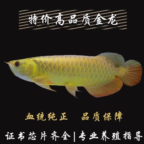 金龙鱼鱼苗多少钱一条( 买金龙鱼鱼苗需要注意什么)