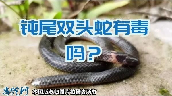 钝尾两头蛇(你知道它有什么价值吗)