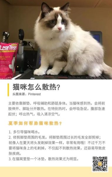 铲屎官是什么意思( 铲屎官只是爱宠物的人吗)