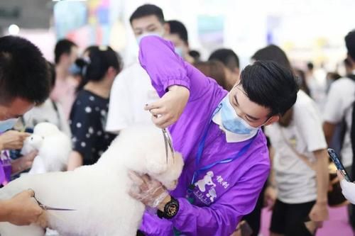 银利宠物美容培训学校(银利宠物美容培训学校怎么样)