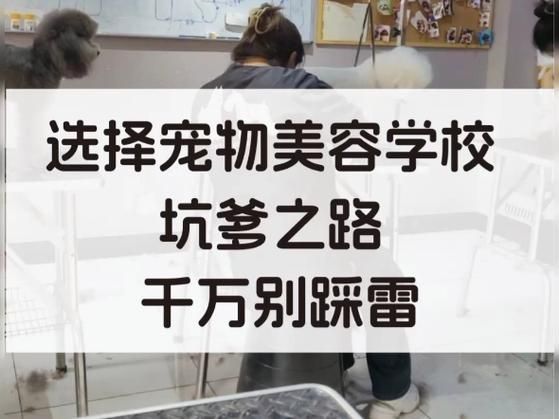 银利宠物美容学校(银利宠物美容学校是不是最好的选择)
