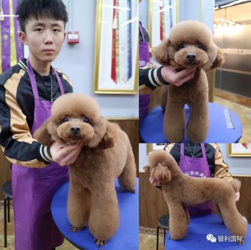 银利宠物美容学校(银利宠物美容学校是不是最好的选择)