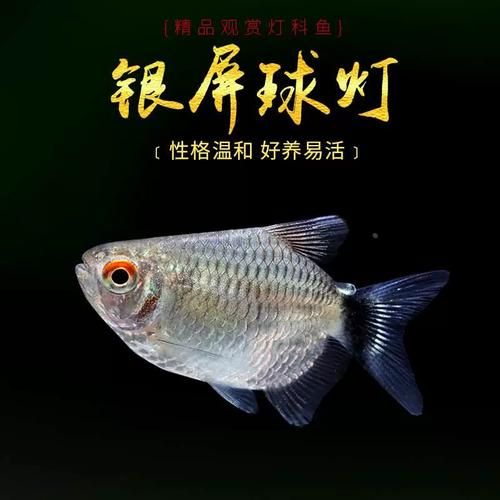 银屏灯( 和其他鱼混养会不会打架)