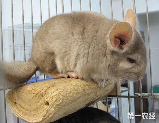 银斑龙猫(它和普通龙猫有什么区别)